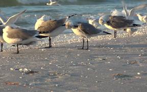Seagulls at Beach - Animals - VIDEOTIME.COM