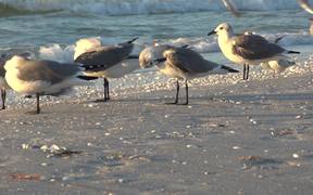 Seagulls at Beach