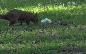 Squirrel in the Park - Animals - VIDEOTIME.COM