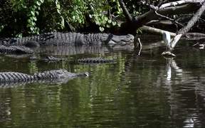 American Alligator - Animals - VIDEOTIME.COM