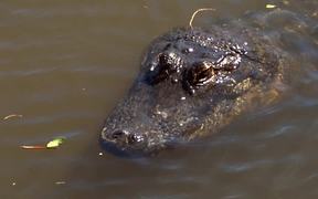 American Alligator - Animals - VIDEOTIME.COM