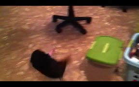 Funny Mini Piggy Tales 1 - Animals - VIDEOTIME.COM