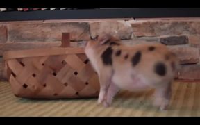 Cute Mini Piggy