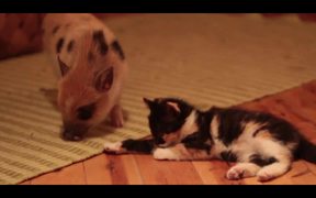Cute Mini Piggy - Animals - VIDEOTIME.COM