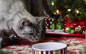 Celebrity Cats: Hard To Be a Cat at Christmas