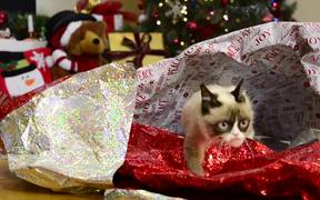 Celebrity Cats: Hard To Be a Cat at Christmas