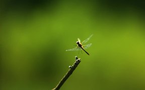 Dragon Fly In Ultra Slow Motion