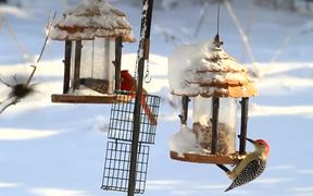 Birds On Feeders - Animals - VIDEOTIME.COM