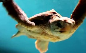 Monterey Bay Aquarium - Animals - VIDEOTIME.COM