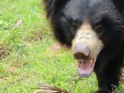 Indian Sloth Bear - Animals - Y8.COM