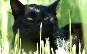 Black Cat in Grass