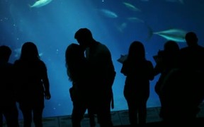 Monterey Bay Aquarium - Animals - VIDEOTIME.COM