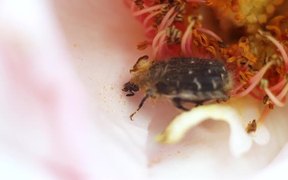 Insect Pollinating - Animals - VIDEOTIME.COM