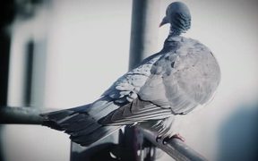 Pigeon - Animals - VIDEOTIME.COM