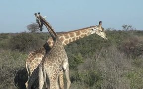 Two Giraffes - Animals - VIDEOTIME.COM