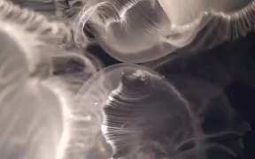 Jellyfish - Animals - VIDEOTIME.COM