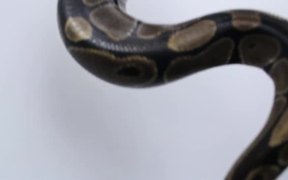 Snake Plays - Animals - VIDEOTIME.COM