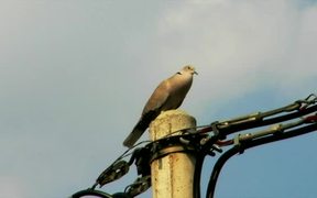 Singing Dove