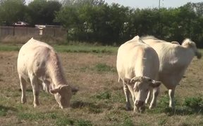 White Cows - Animals - VIDEOTIME.COM