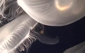 Jellyfish - Animals - VIDEOTIME.COM