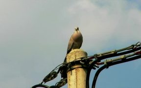 Singing Dove - Animals - VIDEOTIME.COM