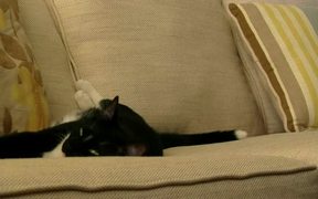 Cat Fighting Sleep