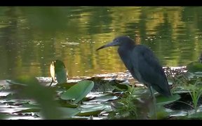 Wild Birds - Animals - VIDEOTIME.COM