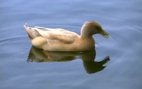 Brown Ducks - Animals - VIDEOTIME.COM