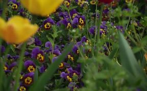 Garden With Flowers - Fun - VIDEOTIME.COM