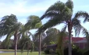 Breezy Palm Trees