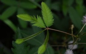 Mimosa Pudica (Sleepy Plant)