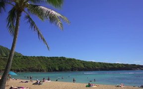 Palm Tree in Hawaii - Fun - VIDEOTIME.COM