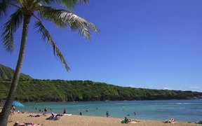 Palm Tree in Hawaii - Fun - VIDEOTIME.COM