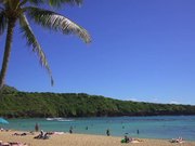 Palm Tree in Hawaii - Fun - Y8.COM