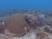 Tropical Scuba Diving - Fun - Y8.COM