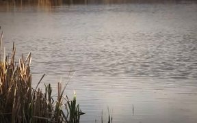 Black Necked Stilt Bird - Animals - VIDEOTIME.COM