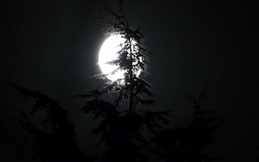 Full Moon and Pine - Fun - VIDEOTIME.COM