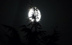 Full Moon and Pine