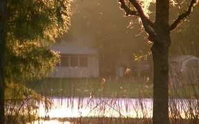 Bugs In Sunlight - Animals - VIDEOTIME.COM