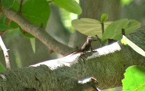 Several Lizard - Animals - VIDEOTIME.COM