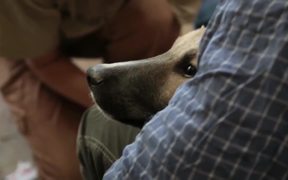 Bringing Home the Dogs of War - Animals - VIDEOTIME.COM