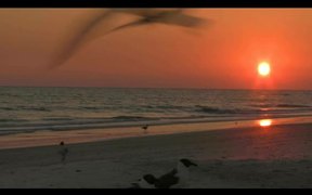 Birds and Sunset - Animals - VIDEOTIME.COM