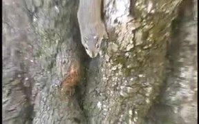 Two Fighting Squirrels