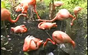 Sarasota Jungle Gardens Pink Flamingo - Animals - VIDEOTIME.COM
