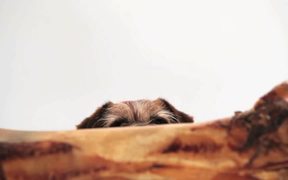 Pedigree Video: Small Dog, Big Bone