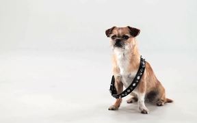 Pedigree Video: Small Dog, Big Bone