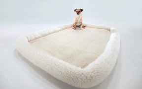 Pedigree Video: Small Dog, Big Bone - Commercials - VIDEOTIME.COM