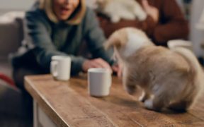 McVitie’s Video: Corgi Puppies