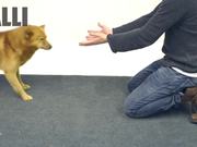 Jose Ahonen Performs Magic for Dogs - Commercials - Y8.COM