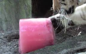 How To Make a TIGER POPSICLE!